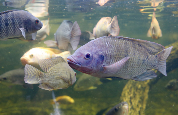 aquaponics-system